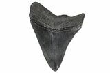 Serrated, Fossil Megalodon Tooth - South Carolina #368003-1